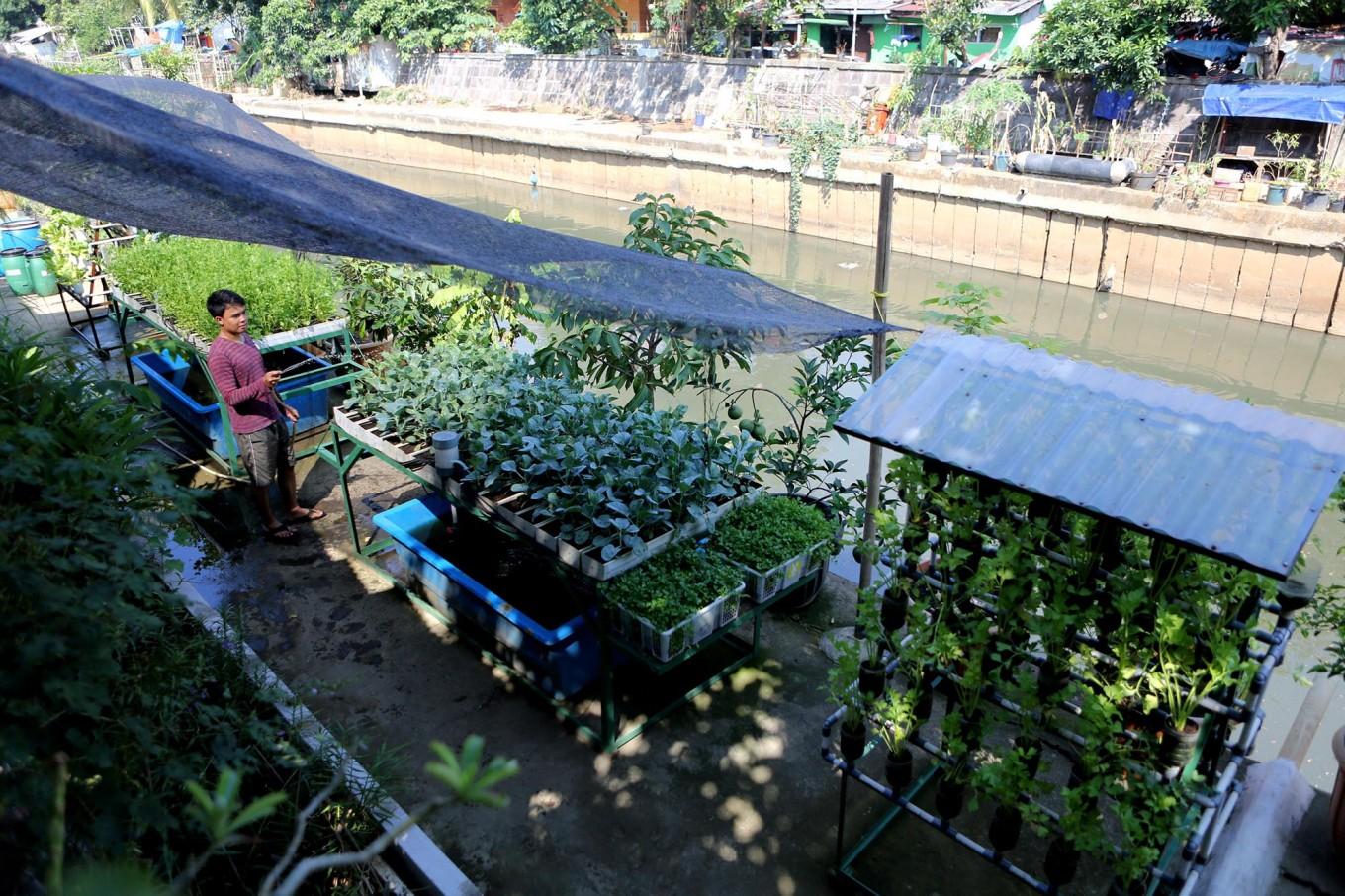 Kebun Kota: Solusi Penghijauan di Tengah Kepadatan Urban
