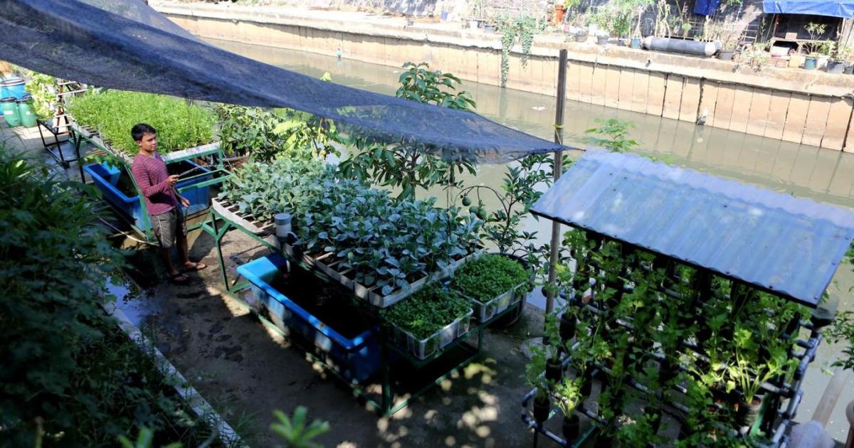 Kebun Kota: Solusi Penghijauan di Tengah Kepadatan Urban
